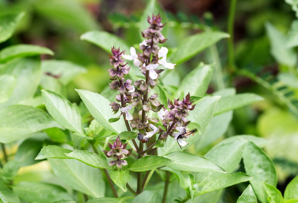 Ingredient Spotlight Holy Basil Tulsi Bauman College Blog