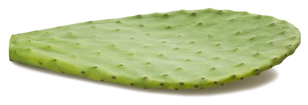 nopal paddle