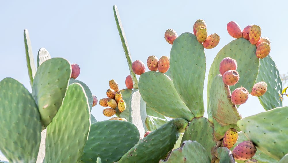 Prickly Pear on cactus