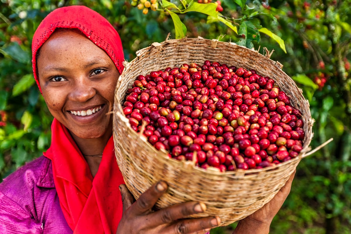 Women holding basket of coffee beans