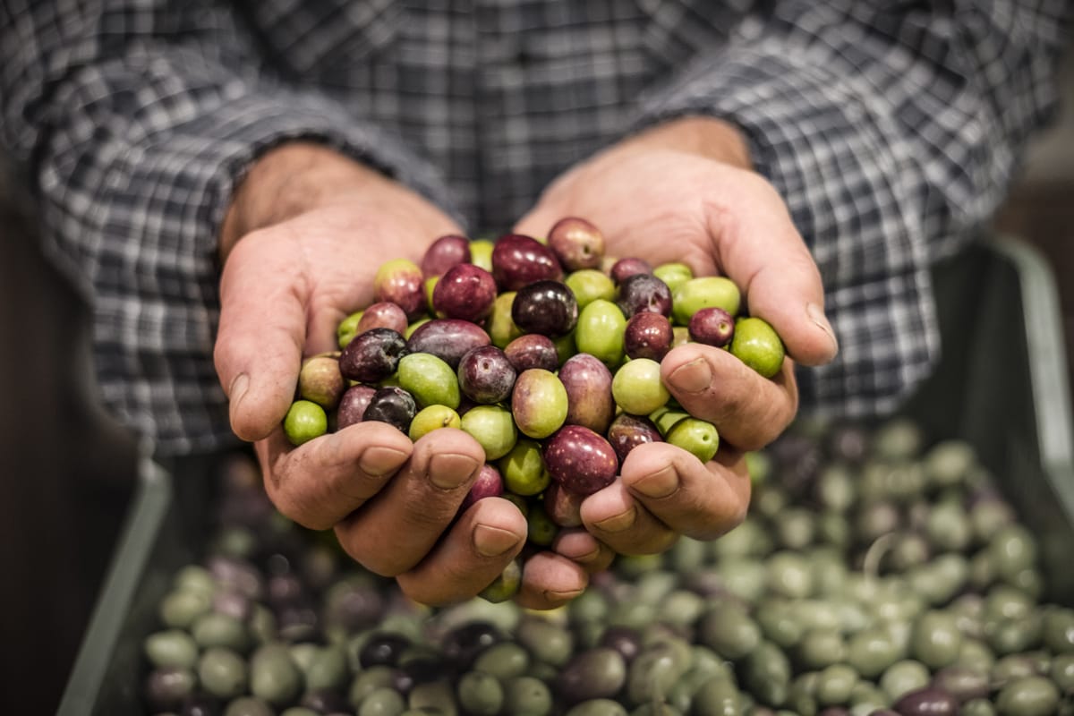 Hands holding olives