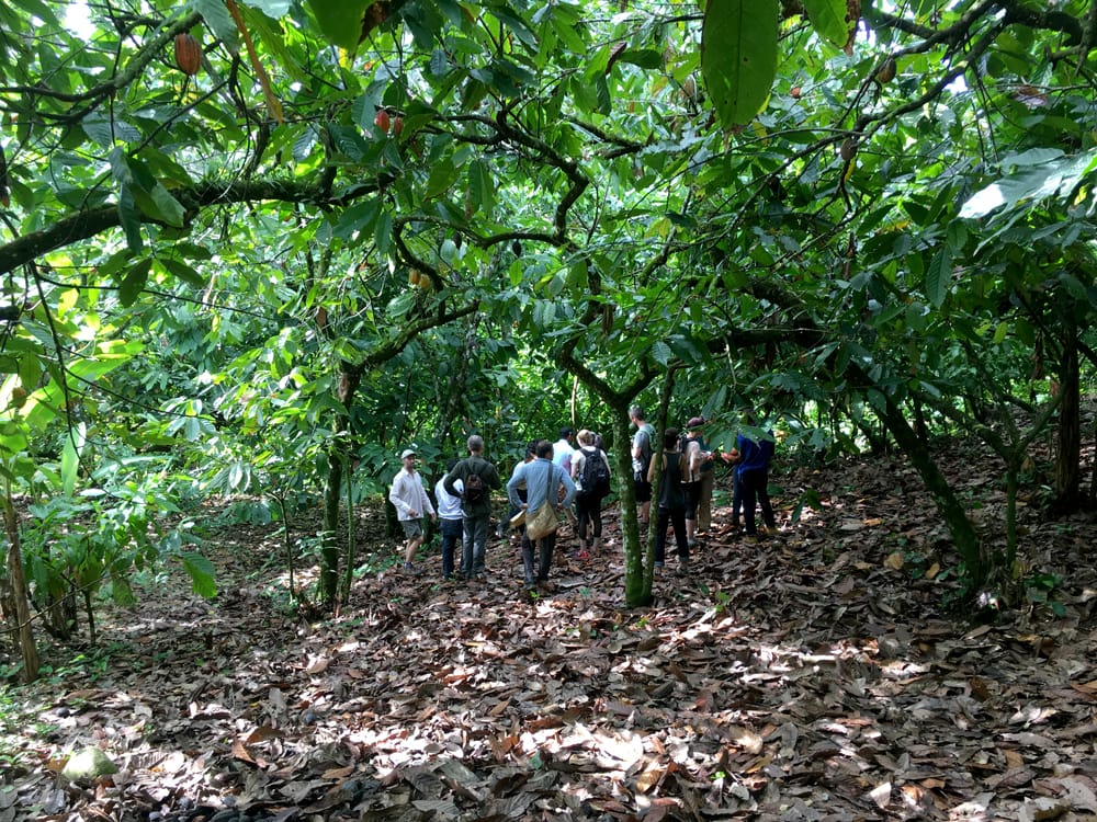 Cacao trees