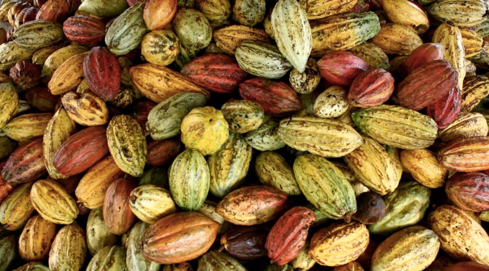 Cacao beans