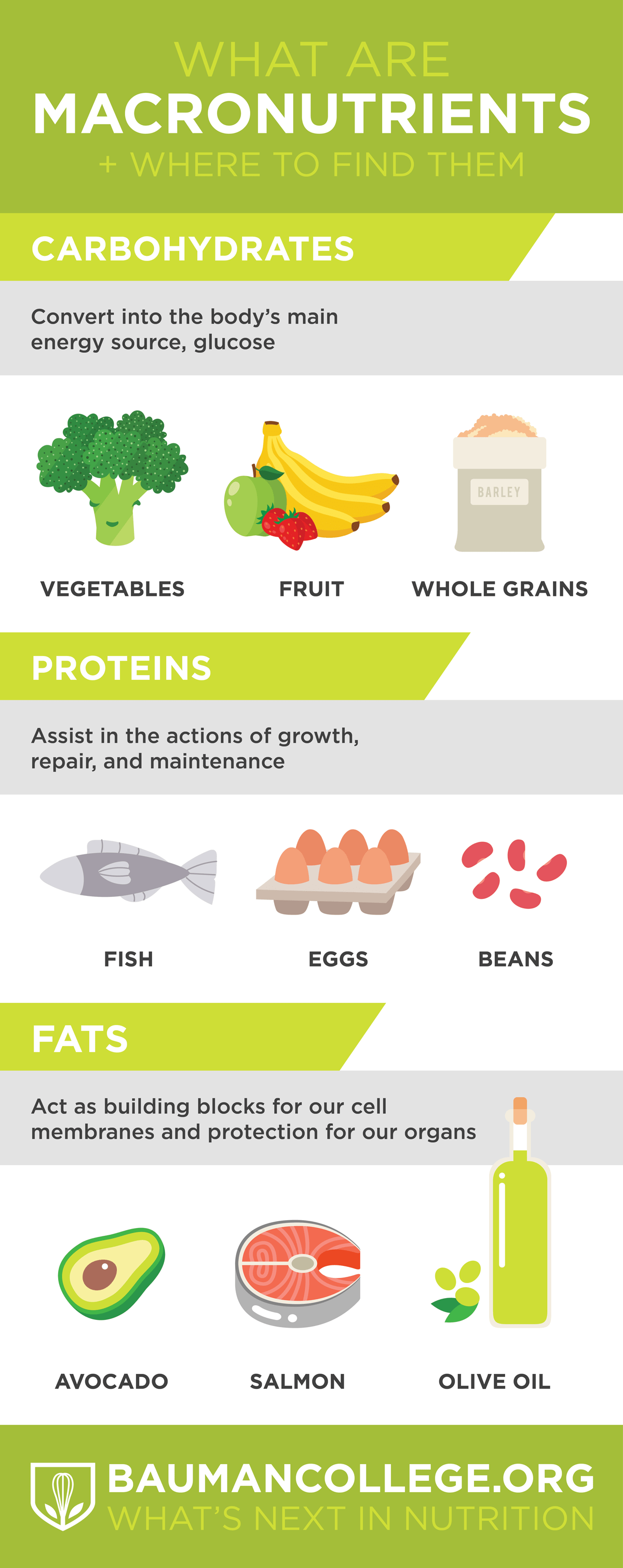 Infographic showing Facts and information about Macronutrients