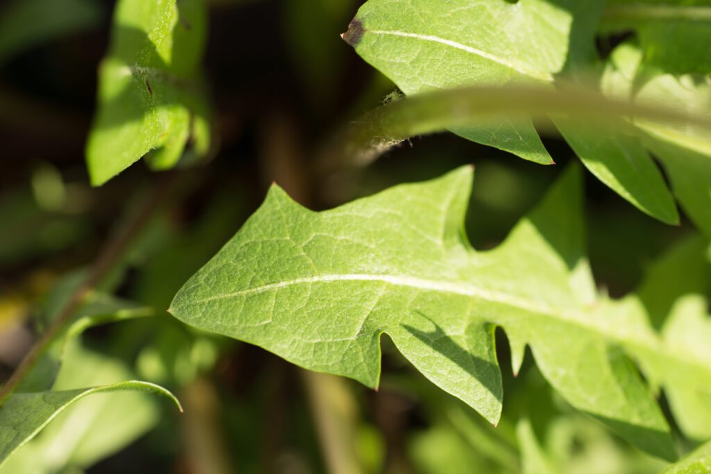 Dandelion Greens