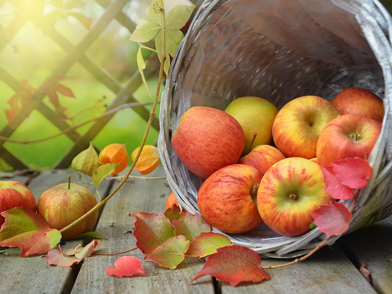 Basket of apples