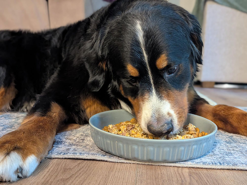Dog eating Beef & Veggie Stew Meal Topper for Active Dogs