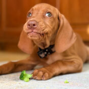 Dog Eating Broccoli