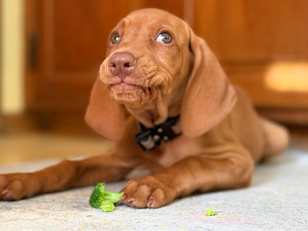 Dog Eating Broccoli