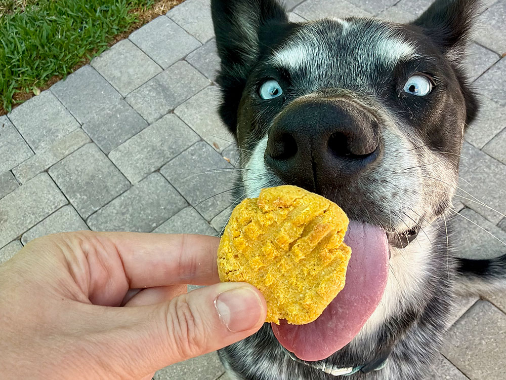 Dog Waiting for Pumpkin Peanut Butter Crunchy Cookies – Nourishing Treats for Dogs